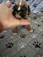Stella, a female Boxer for sale in Milton, IN – 2 of 3
