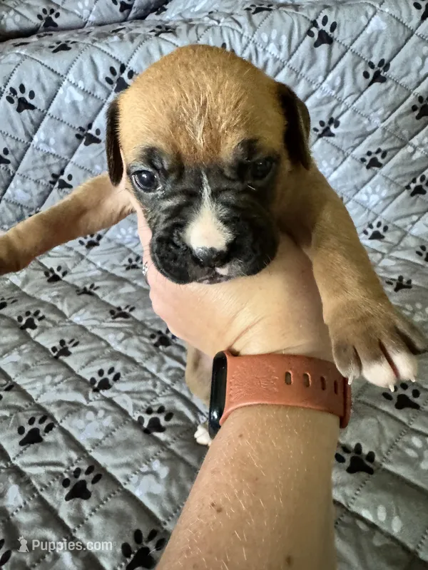 Bella – Boxer puppy for sale in Milton, IN
