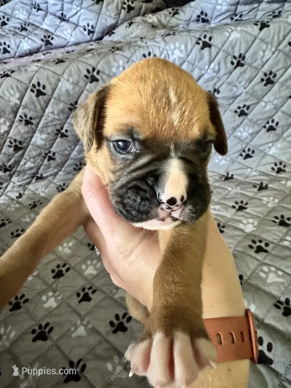 Cedar – Boxer puppy for sale in Milton, IN