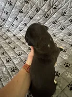 Daisy, a female Boxer for sale in Milton, IN – 2 of 2