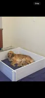 Red, a male Golden Retriever for sale in Riverside, CA – 2 of 2