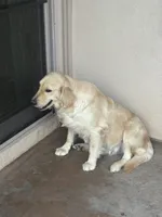 Golden , a female Golden Retriever for sale in Riverside, CA – 3 of 4