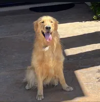 Golden , a female Golden Retriever for sale in Riverside, CA – 2 of 4