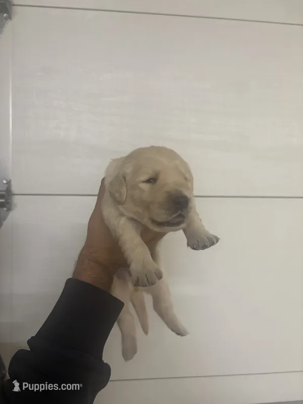 Golden  – Golden Retriever puppy for sale in Riverside, CA
