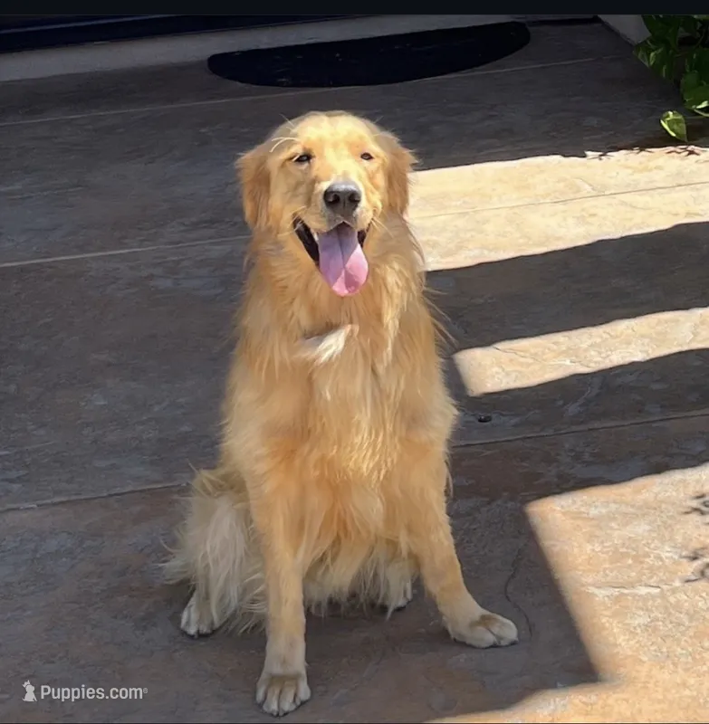 Red – Golden Retriever puppy for sale in Riverside, CA