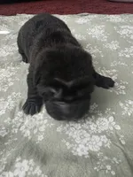 Shar Pei, a male Chinese Shar-Pei for sale in Byron, NY – 2 of 4