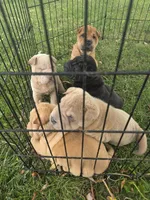 Shar Pei, a male Chinese Shar-Pei for sale in Byron, NY – 5 of 5