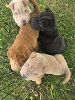 Shar Pei, a male Chinese Shar-Pei for sale in Byron, NY – 3 of 4