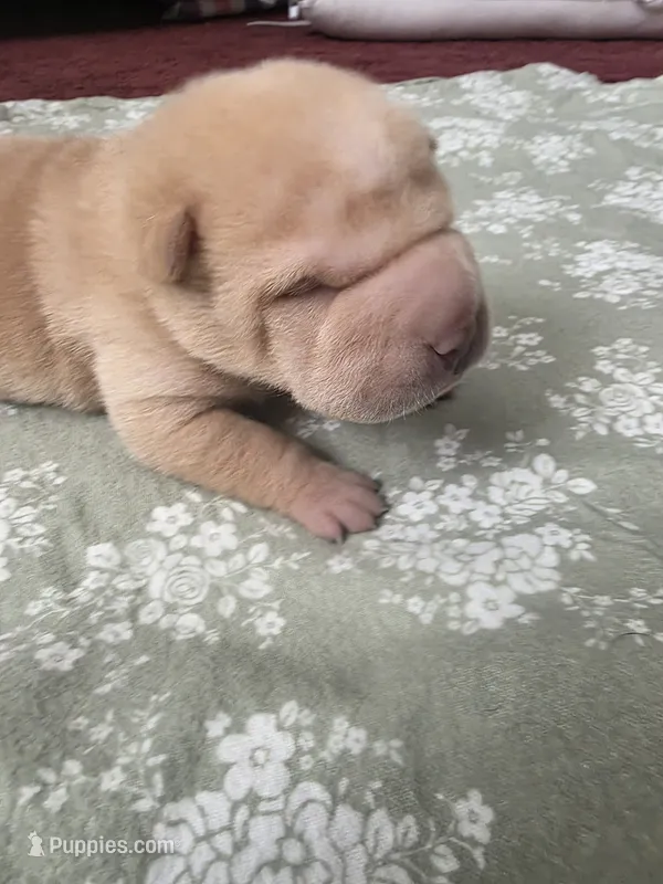 Shar Pei – Chinese Shar-Pei puppy for sale in Byron, NY