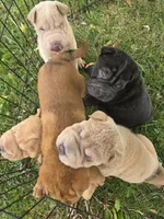 Shar Pei, a male Chinese Shar-Pei for sale in Byron, NY – 5 of 5