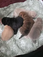 Shar Pei, a male Chinese Shar-Pei for sale in Byron, NY – 3 of 5