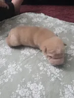 Shar Pei, a male Chinese Shar-Pei for sale in Byron, NY – 3 of 5