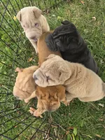 Shar Pei, a male Chinese Shar-Pei for sale in Byron, NY – 4 of 5