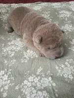 Shar Pei, a male Chinese Shar-Pei for sale in Byron, NY – 2 of 5