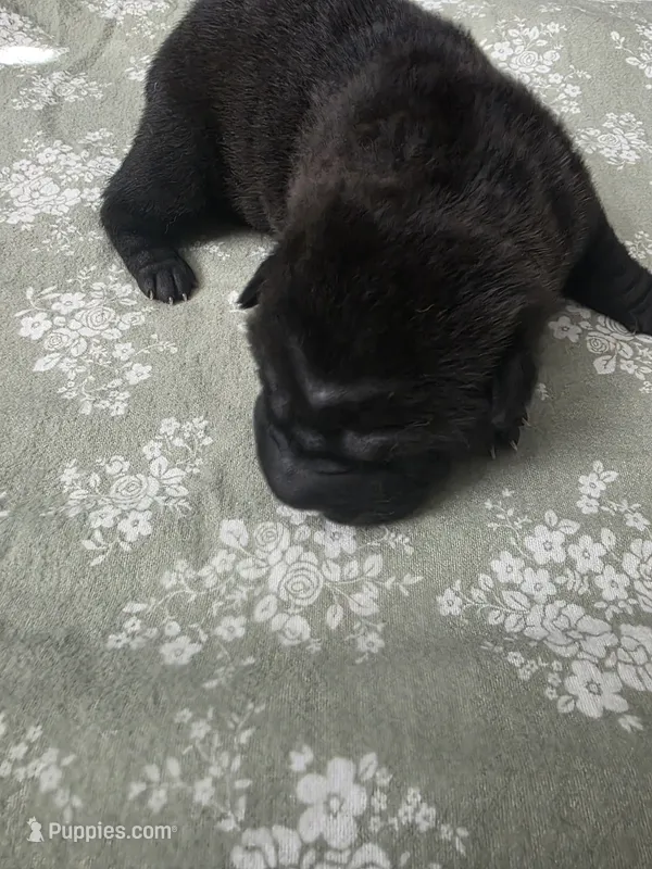 Shar Pei – Chinese Shar-Pei puppy for sale in Byron, NY