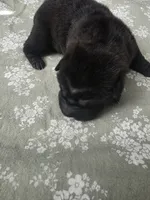 Shar Pei, a male Chinese Shar-Pei for sale in Byron, NY – 1 of 4