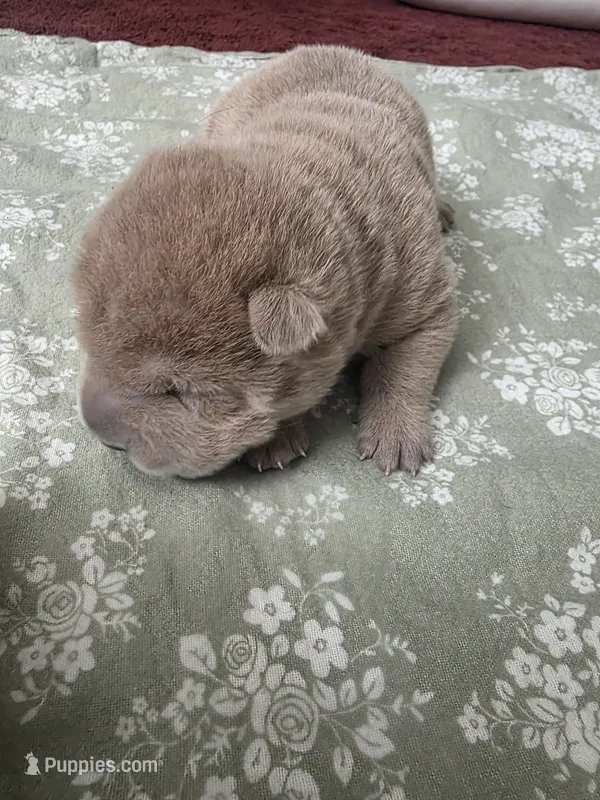 Shar Pei – Chinese Shar-Pei puppy for sale in Byron, NY