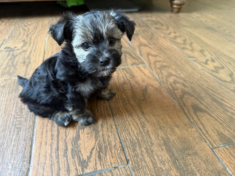Yorkie – Yorkshire Terrier puppy for sale in Corona, CA