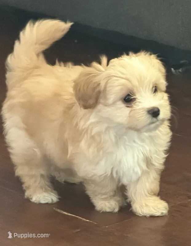 Yorkie – Maltipoo, Yorkshire Terrier puppy for sale in Corona, CA