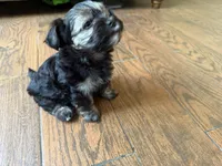 Yorkie, a male Yorkshire Terrier for sale in Corona, CA – 2 of 2