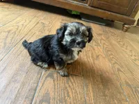 Yorkie, a male Yorkshire Terrier for sale in Corona, CA – 2 of 2