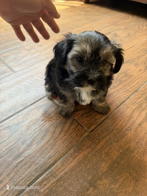 Yorkie, a male Yorkshire Terrier for sale in Corona, CA – 1 of 2