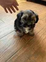Yorkie, a male Yorkshire Terrier for sale in Corona, CA – 1 of 2