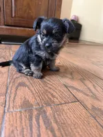 Yorkie, a female Yorkshire Terrier for sale in Corona, CA – 1 of 1