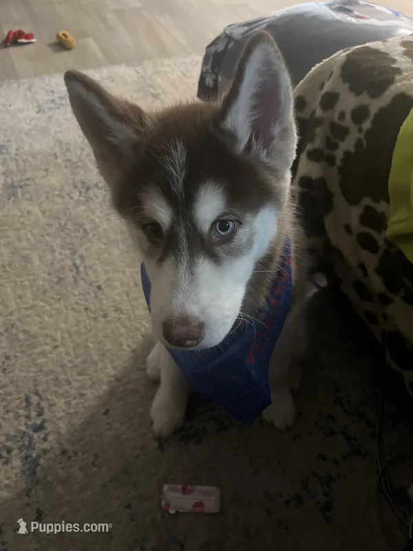 Zuko  – Siberian Husky puppy for sale in Clarksville, TN