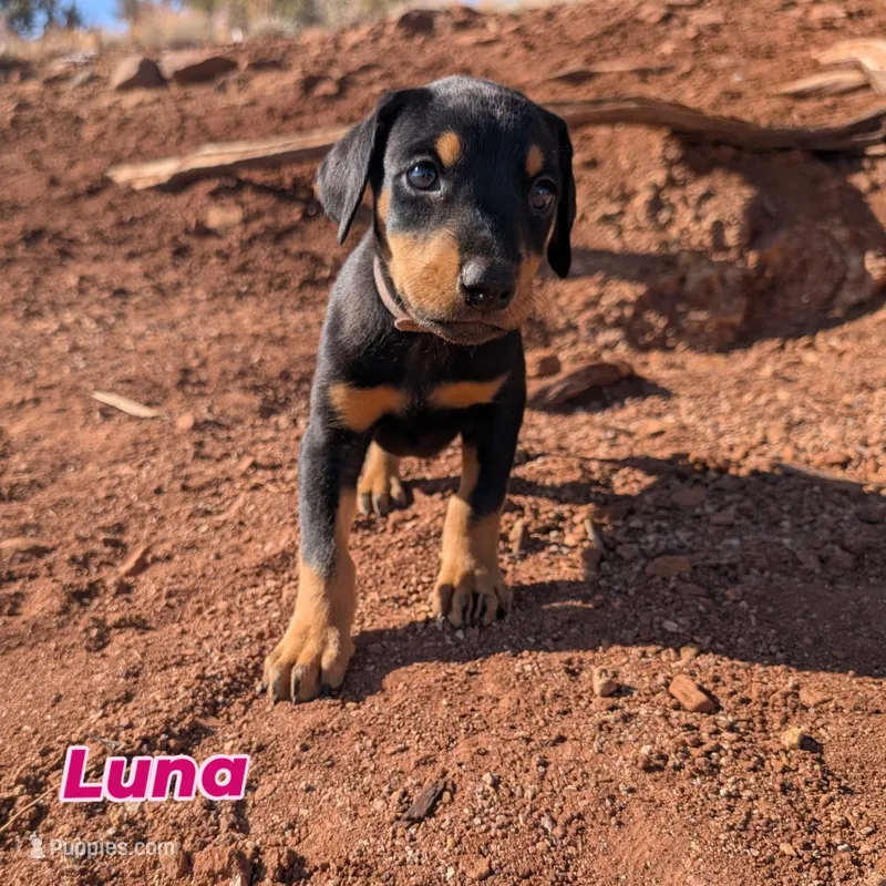 Luna – Doberman Pinscher puppy for sale in Show Low, AZ