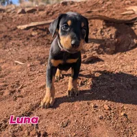 Luna, a female Doberman Pinscher for sale in Show Low, AZ – 1 of 7
