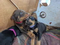 Simba, a male Doberman Pinscher for sale in Show Low, AZ – 3 of 6