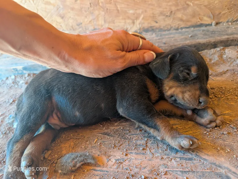 Yoda – Doberman Pinscher puppy for sale in Show Low, AZ