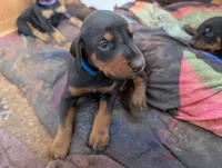 Grogu, a male Doberman Pinscher for sale in Show Low, AZ – 2 of 7