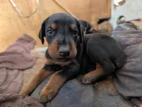 Grogu, a male Doberman Pinscher for sale in Show Low, AZ – 4 of 7