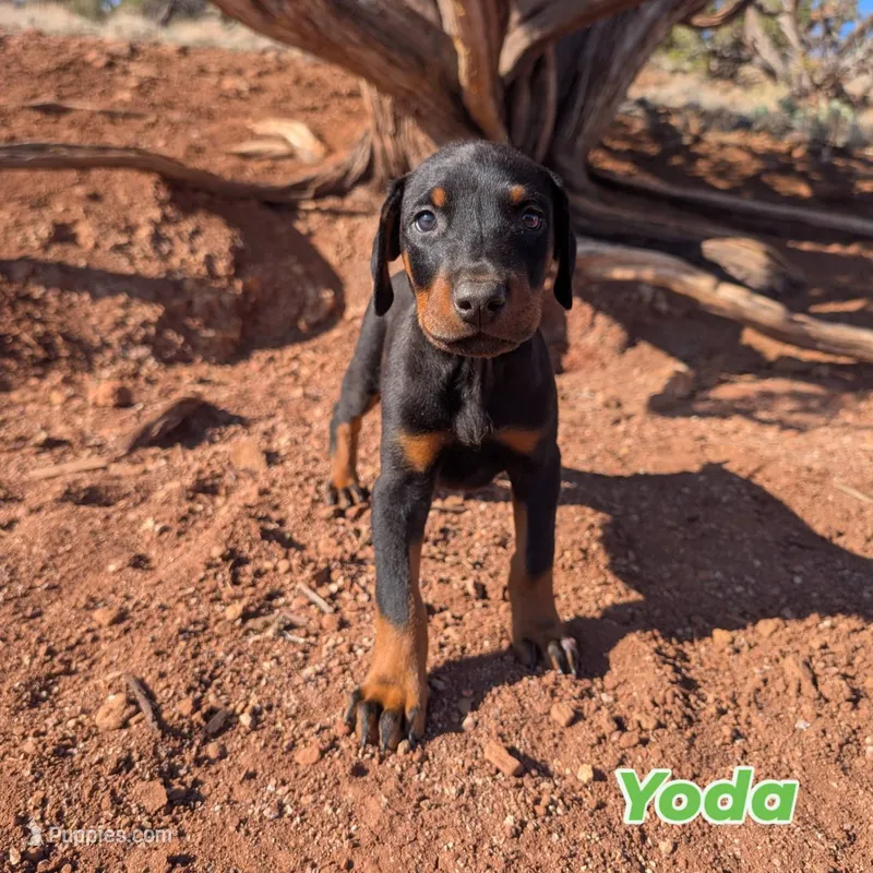 Yoda – Doberman Pinscher puppy for sale in Show Low, AZ