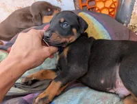 Yoda, a male Doberman Pinscher for sale in Show Low, AZ – 4 of 7