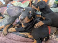 Nala, a female Doberman Pinscher for sale in Show Low, AZ – 4 of 8