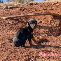Jasmine, a female Doberman Pinscher for sale in Show Low, AZ – 1 of 7