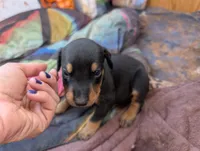 Luna, a female Doberman Pinscher for sale in Show Low, AZ – 4 of 7