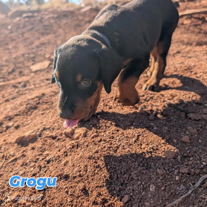 Grogu – Doberman Pinscher puppy for sale in Show Low, AZ