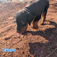 Grogu, a male Doberman Pinscher for sale in Show Low, AZ – 1 of 7