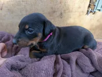 Jasmine, a female Doberman Pinscher for sale in Show Low, AZ – 3 of 7