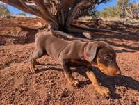 Simba, a male Doberman Pinscher for sale in Show Low, AZ – 3 of 9