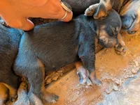 Jasmine, a female Doberman Pinscher for sale in Show Low, AZ – 1 of 3
