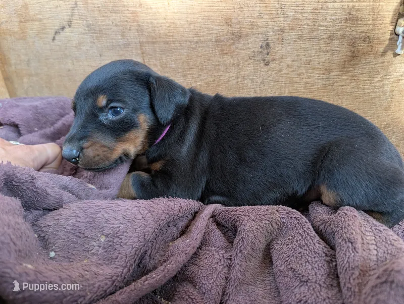 Jasmine – Doberman Pinscher puppy for sale in Show Low, AZ