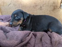 Jasmine, a female Doberman Pinscher for sale in Show Low, AZ – 2 of 7
