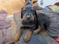Grogu, a male Doberman Pinscher for sale in Show Low, AZ – 3 of 7