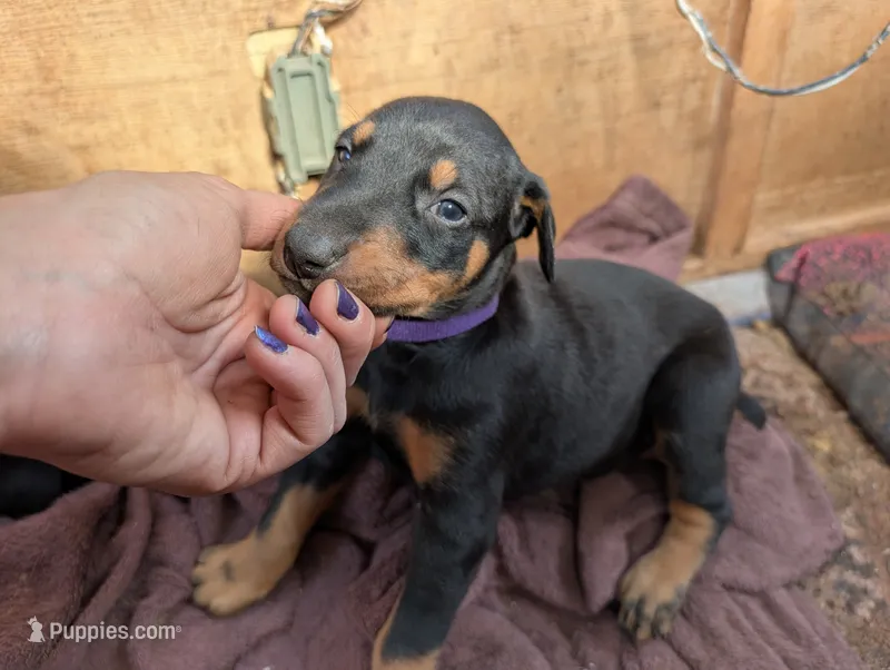 Nala – Doberman Pinscher puppy for sale in Show Low, AZ