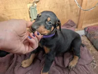 Nala, a female Doberman Pinscher for sale in Show Low, AZ – 3 of 8